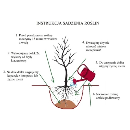 Grusza Saphira kolumnowa do małego ogrodu